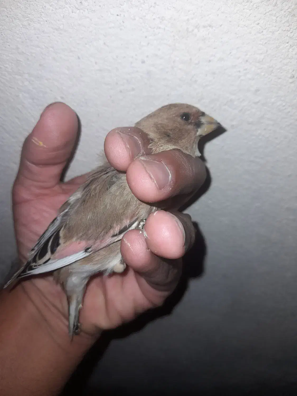 سهره.قناری.مرغ عشق.فنچ|پرنده|شیراز, شهرک نیروی انتظامی|دیوار