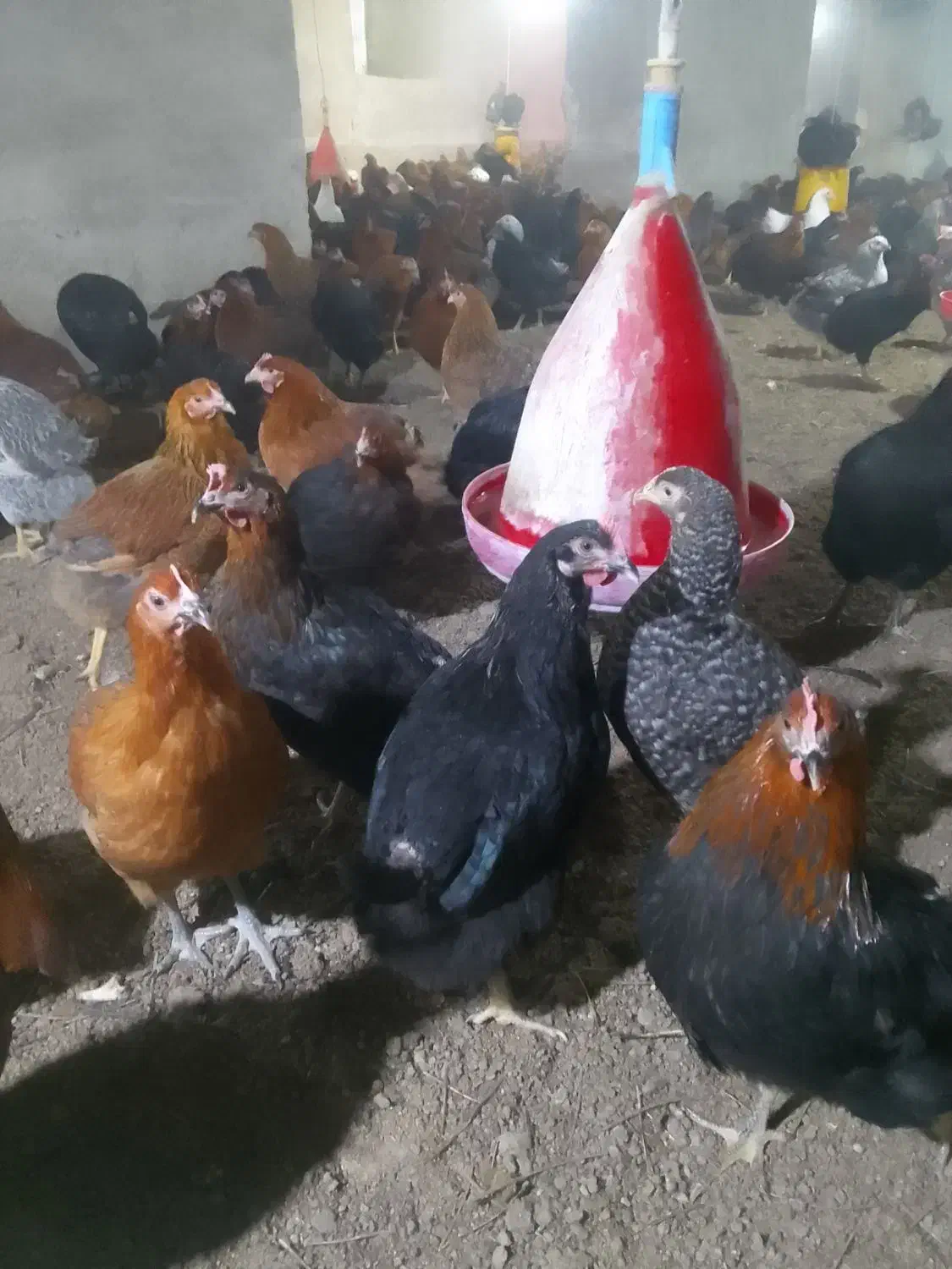 فروش مرغ گل پایگانی 6ماهه|حیوانات مزرعه|خضر آباد, |دیوار