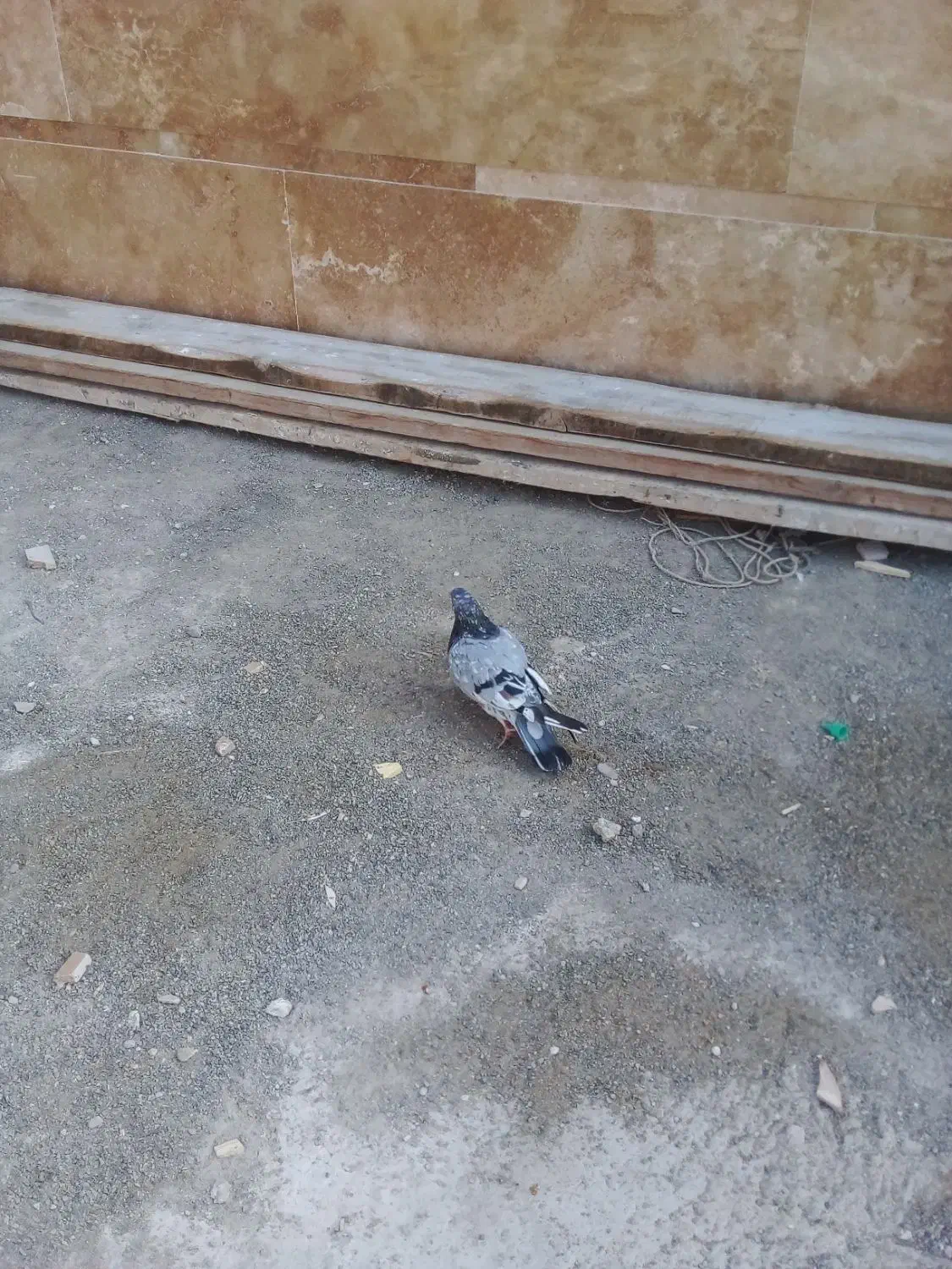 یک عدد کفتر سبز سرور|پرنده|چهارباغ, |دیوار