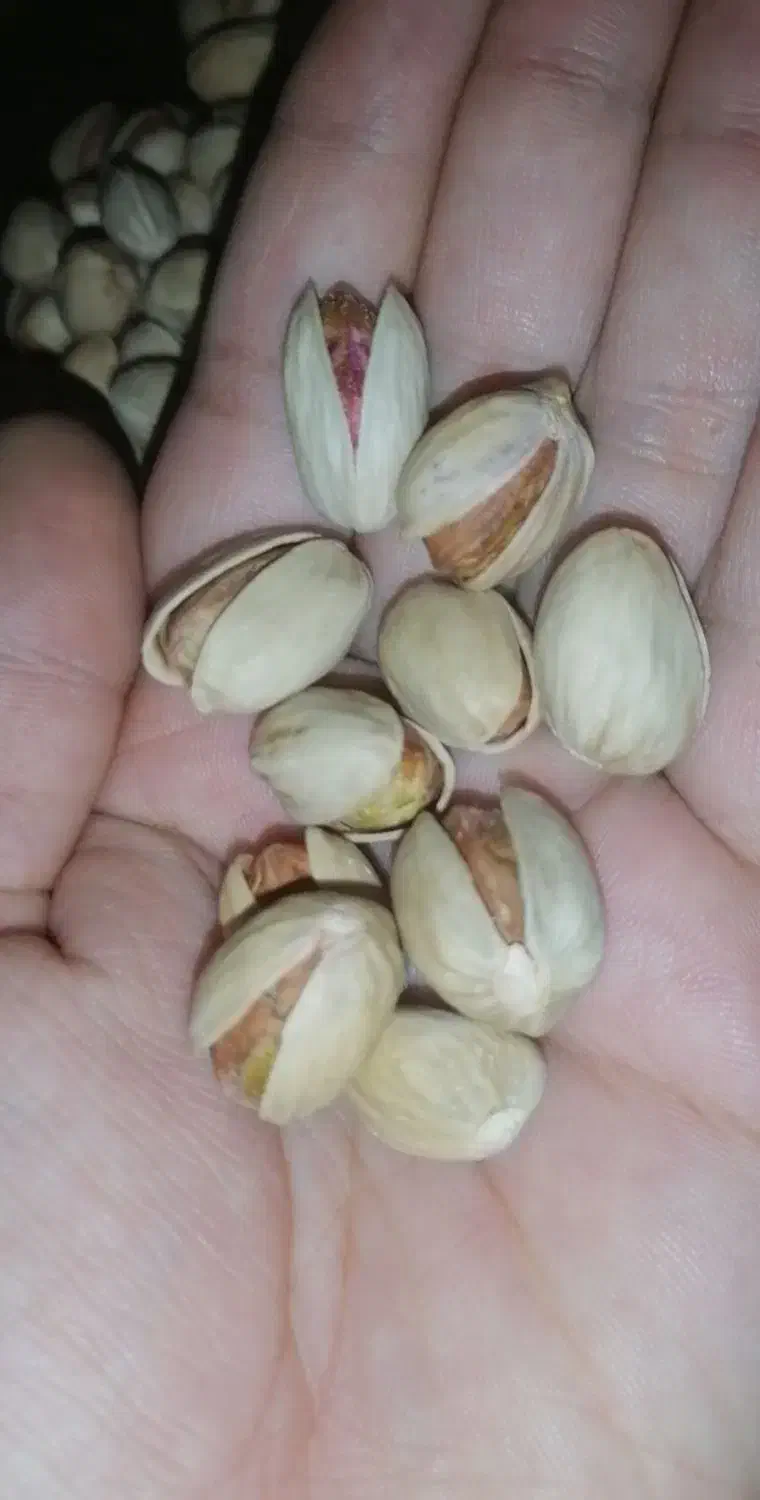 پسته فندوقی امسال|خوردنی و آشامیدنی|قم, شهرک امام حسین|دیوار