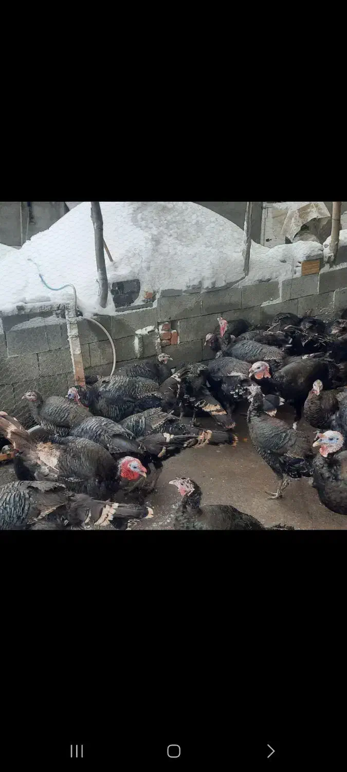 بوقلمون محلی|حیوانات مزرعه|بانه, |دیوار