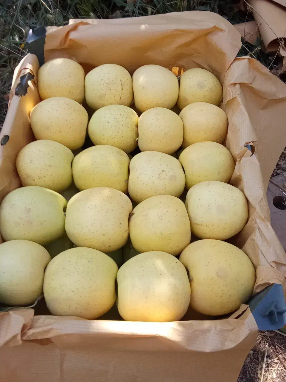 سیب‌درجه1|خوردنی و آشامیدنی|سیلوانه, |دیوار