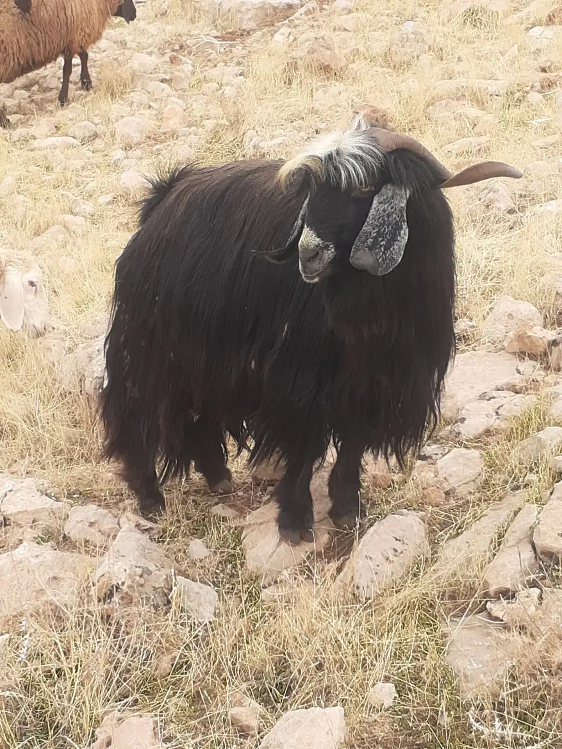 دو نربز کردی اصل وجوان|حیوانات مزرعه|سرپل ذهاب, |دیوار