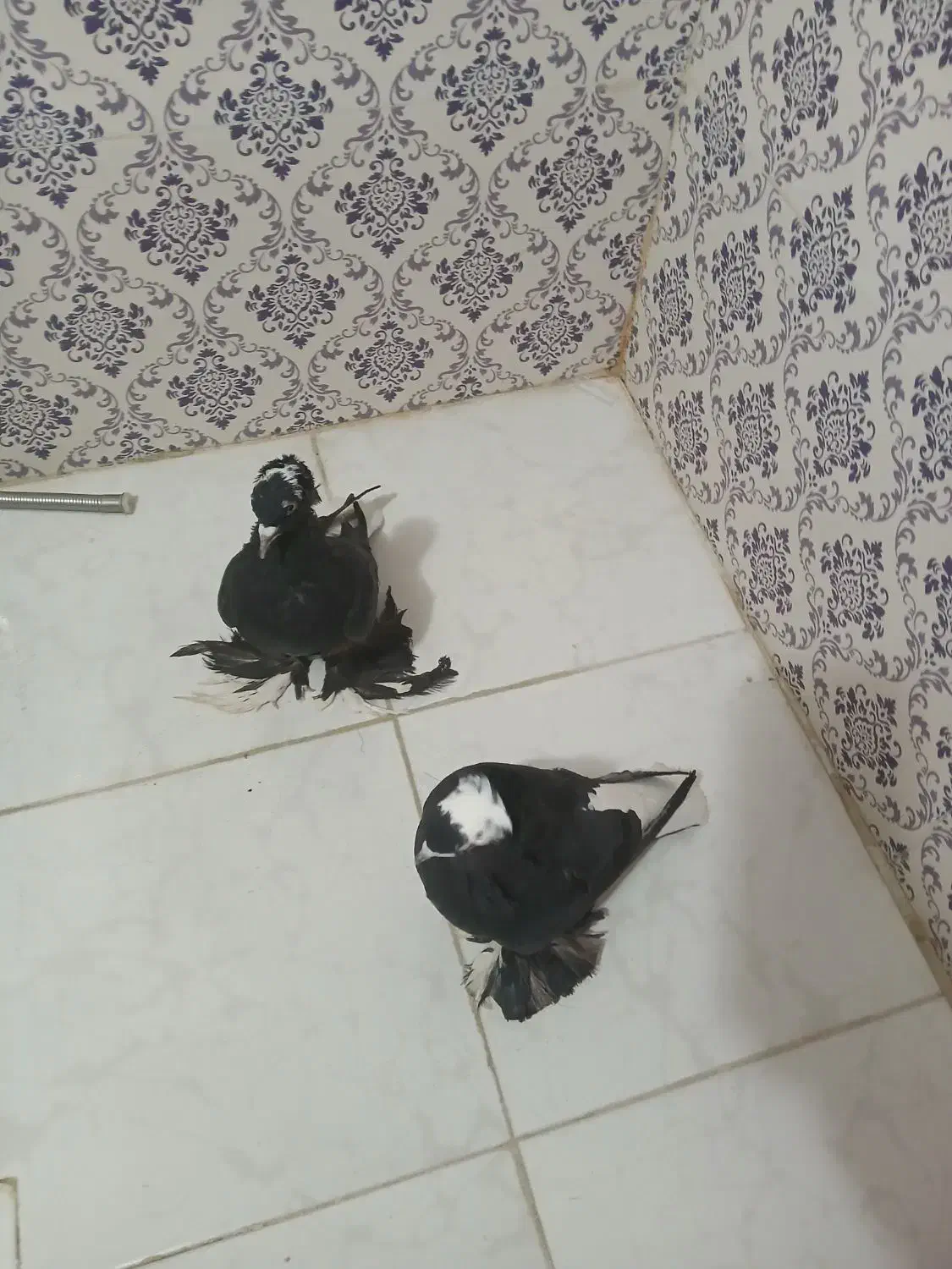 کبوتر|پرنده|خسروشاه, |دیوار