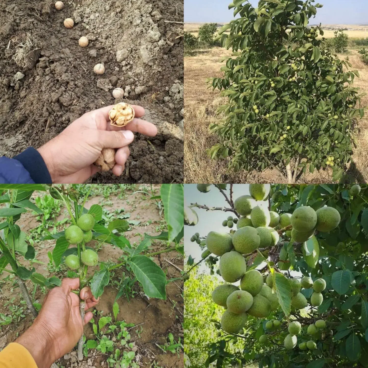 نهال گردو فرنور|گل و گیاه طبیعی|زنجان, |دیوار