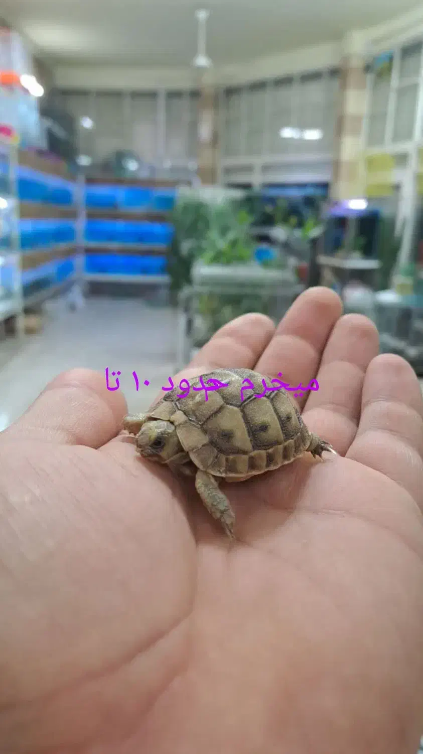 اهلی بامزه|خزنده|مهریز, |دیوار