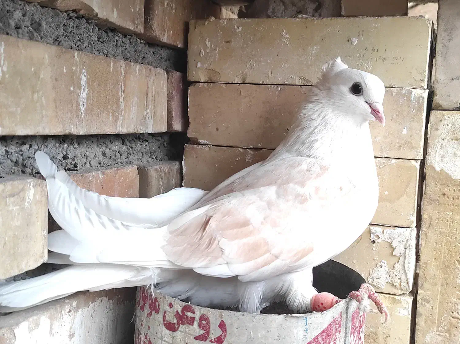 کبوتر دوبالی و شازده|پرنده|شهمیرزاد, |دیوار