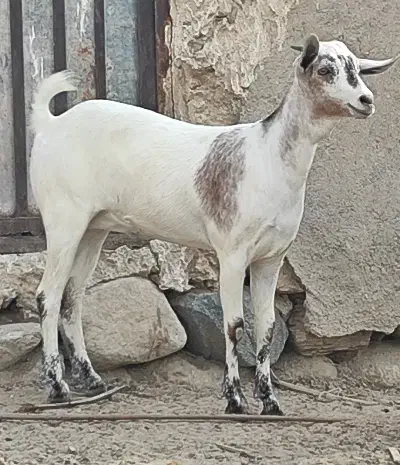 فروش گیسه جوان چاق|حیوانات مزرعه|بندرلنگه, |دیوار