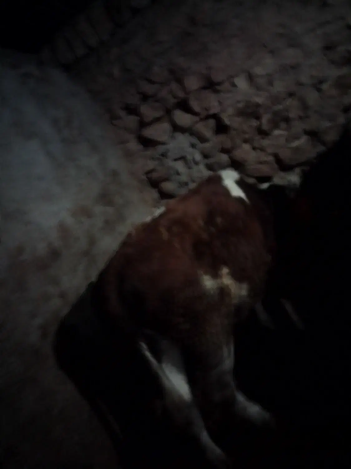 گوساله|حیوانات مزرعه|زرنه, |دیوار