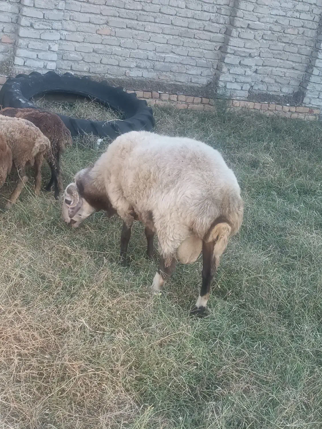 قوچ|حیوانات مزرعه|گمیشان, |دیوار