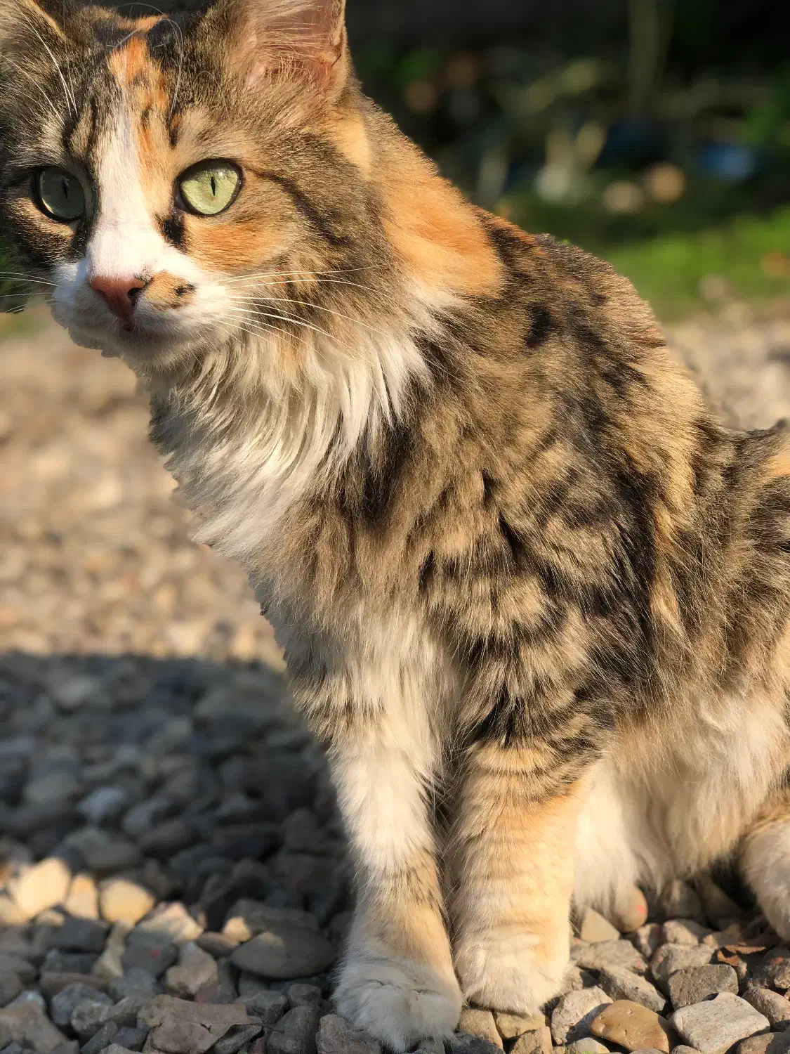 پرشین پشمالو|گربه|رشت, رشتیان|دیوار