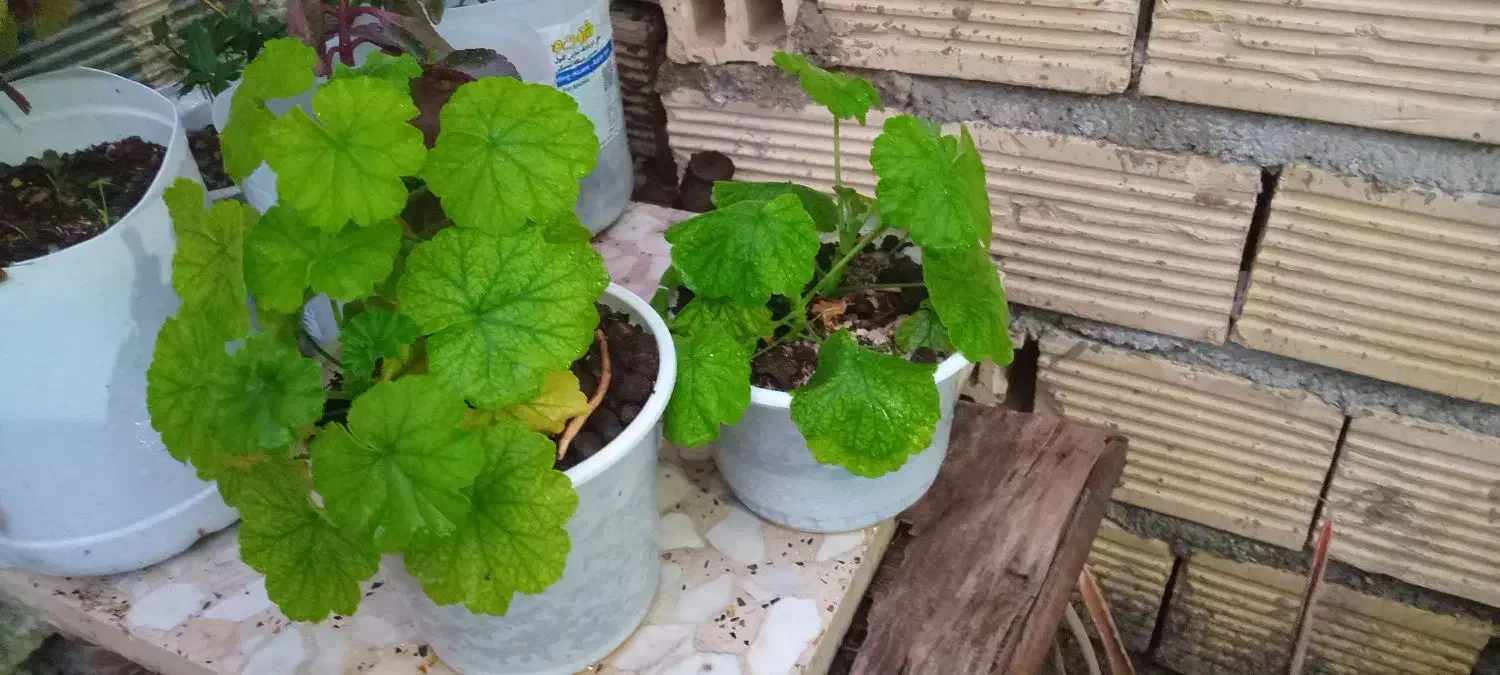 گل طعبی|گل و گیاه طبیعی|خرم‌آباد, |دیوار