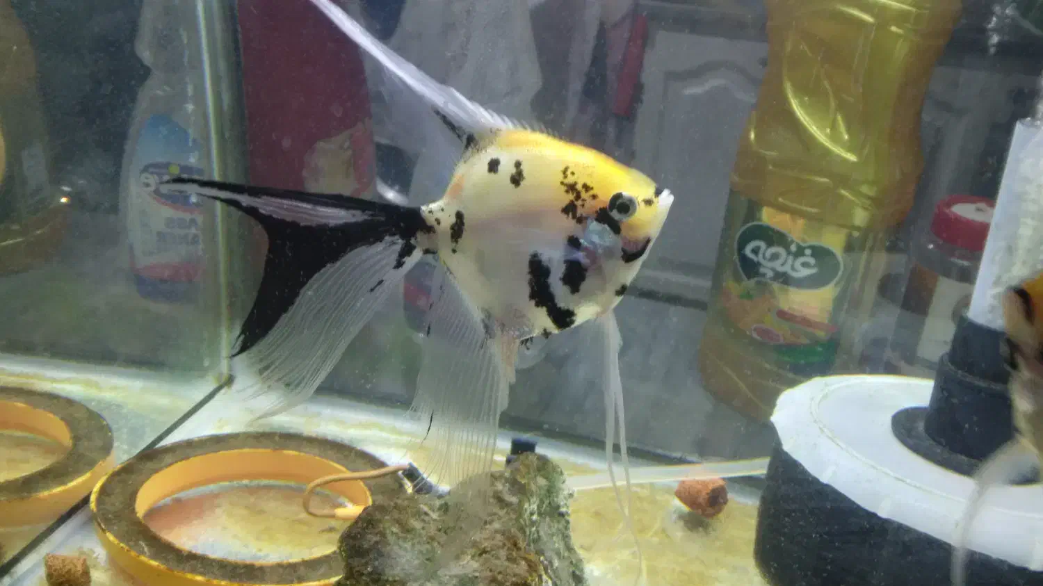 ماهی آنجل|ماهی|تبریز, |دیوار