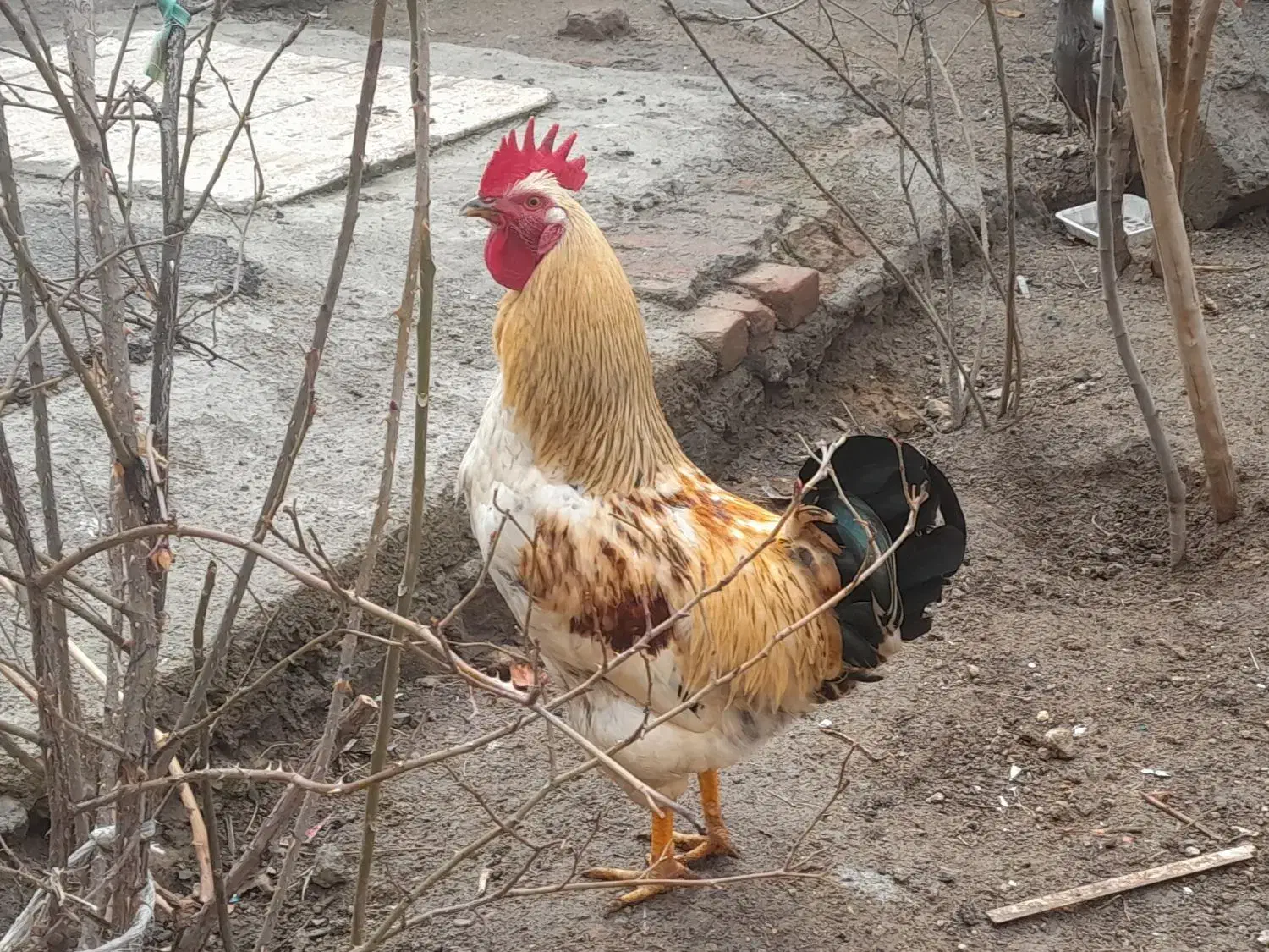 خروس محلی|حیوانات مزرعه|خسروشاه, |دیوار