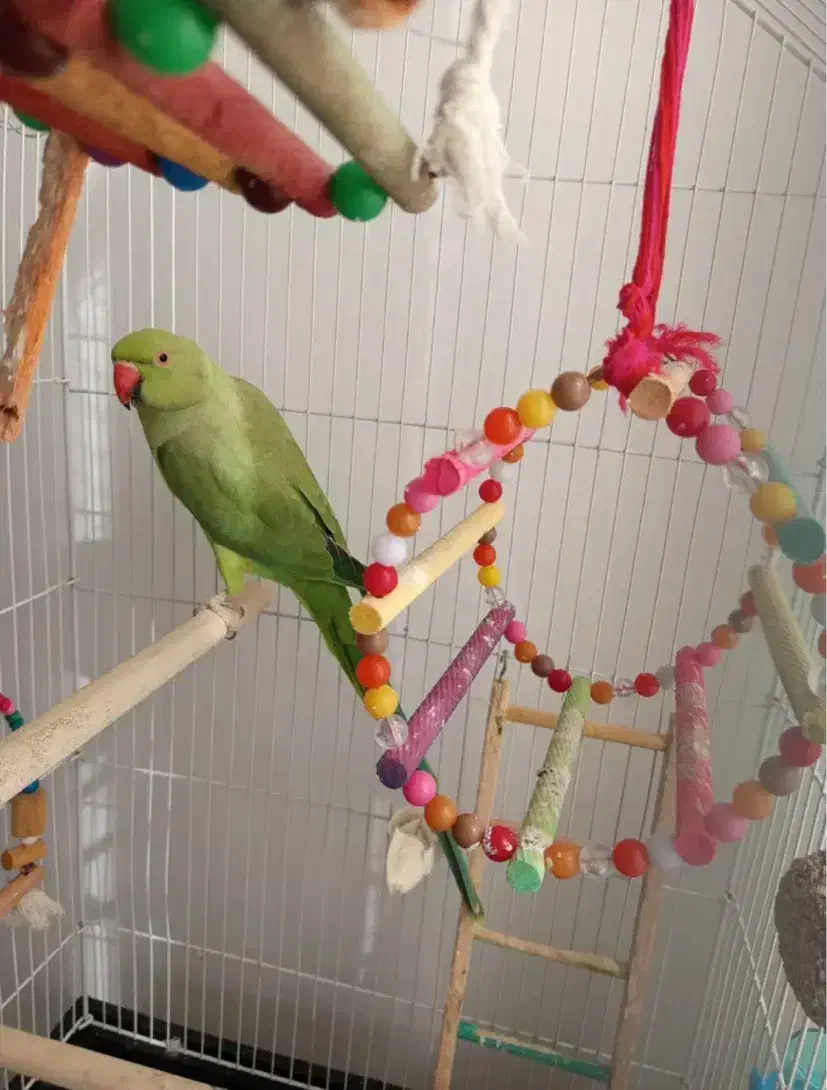 طوطی ملنگو ماده|پرنده|لاهیجان, کوی آزادگان|دیوار