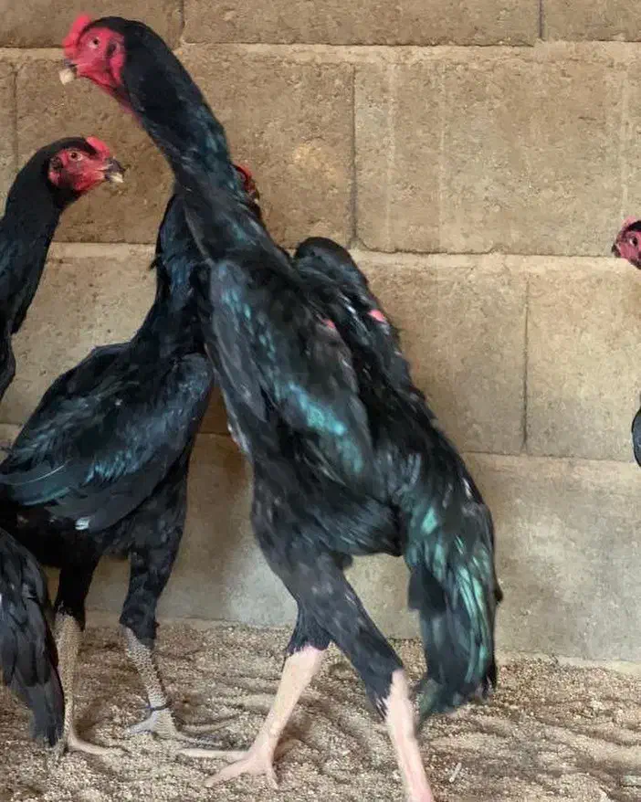 جوجه خروس و مرغ|حیوانات مزرعه|تبریز, |دیوار