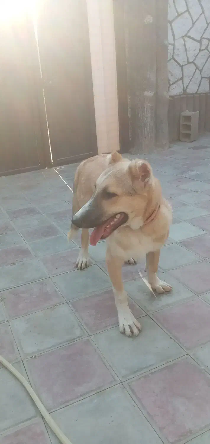 توله ۶ماهه|سگ|کاشان, دانشگاه|دیوار