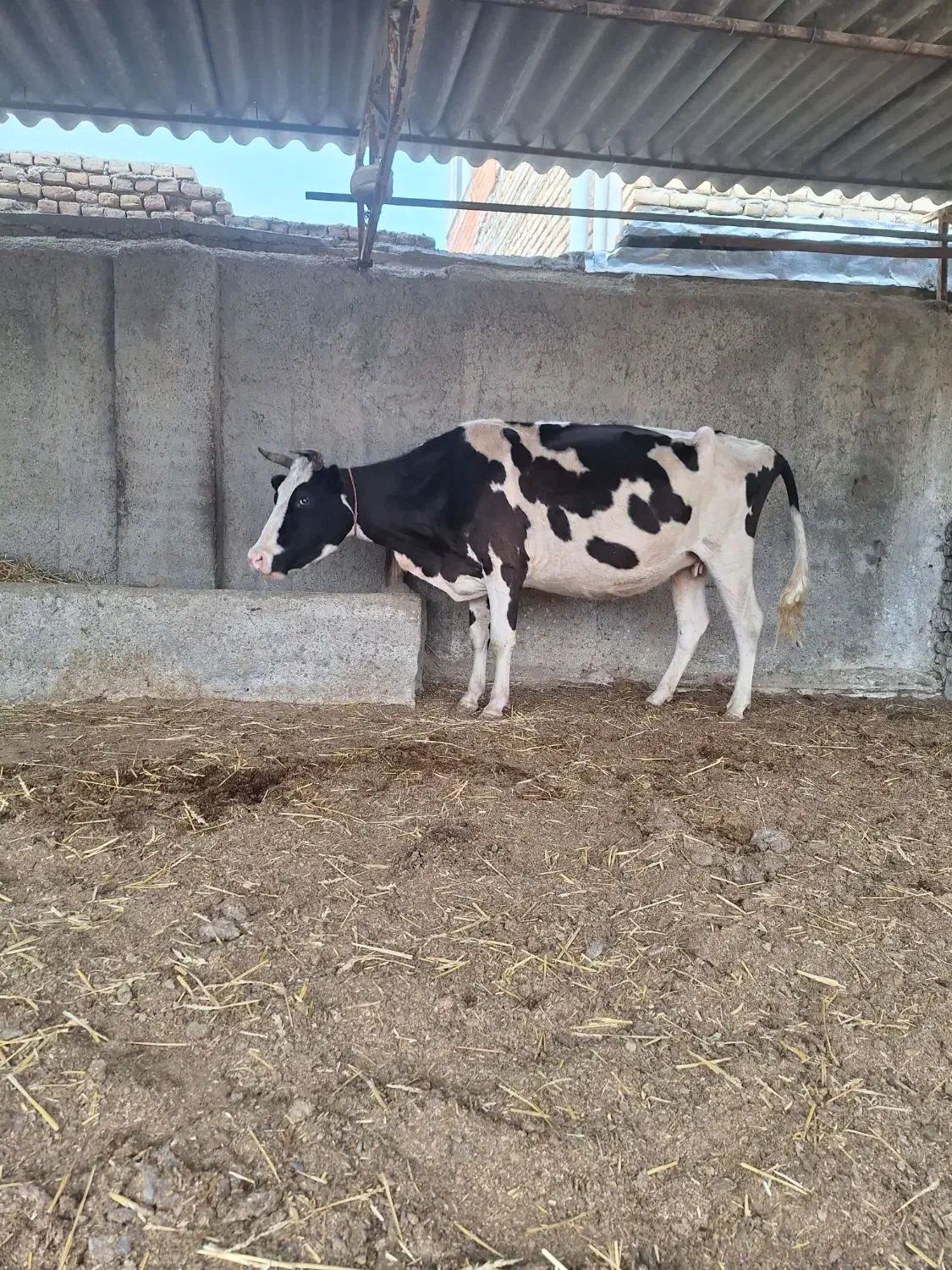 گاو ۷ ماه آبستن هلشتاین|حیوانات مزرعه|سیمین شهر, |دیوار