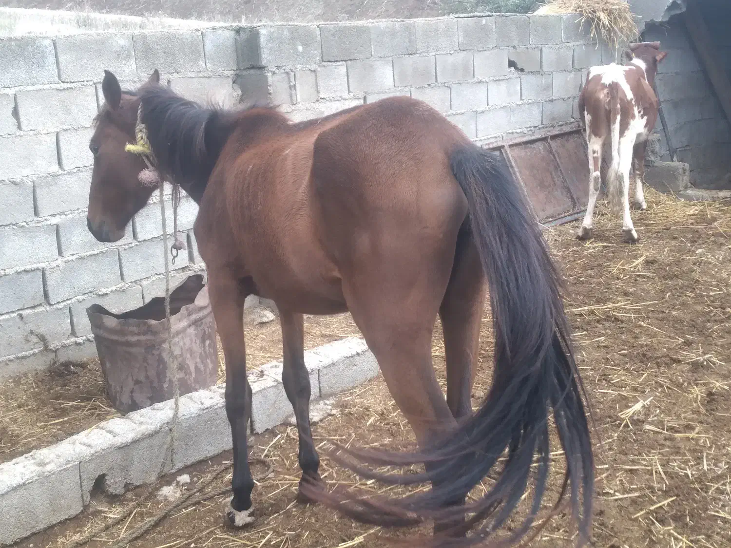 اسب ماده یون ۳ ساله|حیوانات مزرعه|مینودشت, |دیوار