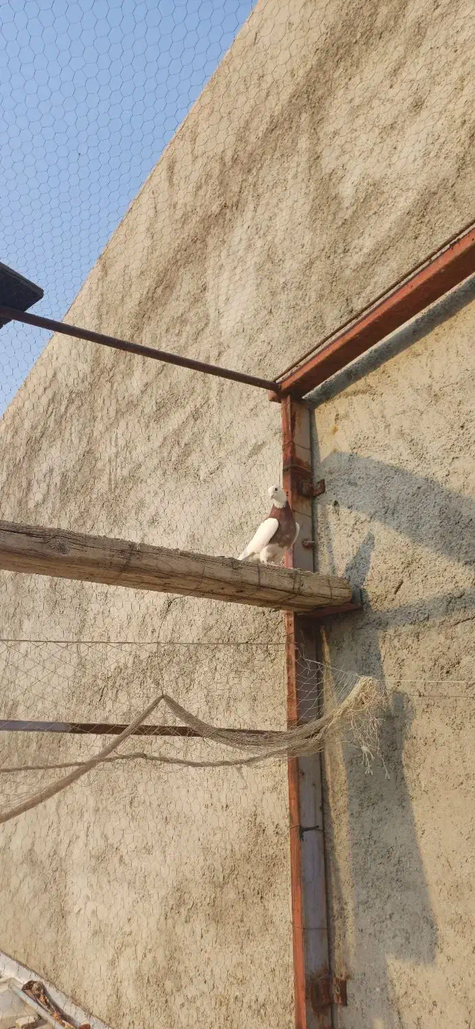 کبوتر طوقی|پرنده|سرپل ذهاب, |دیوار