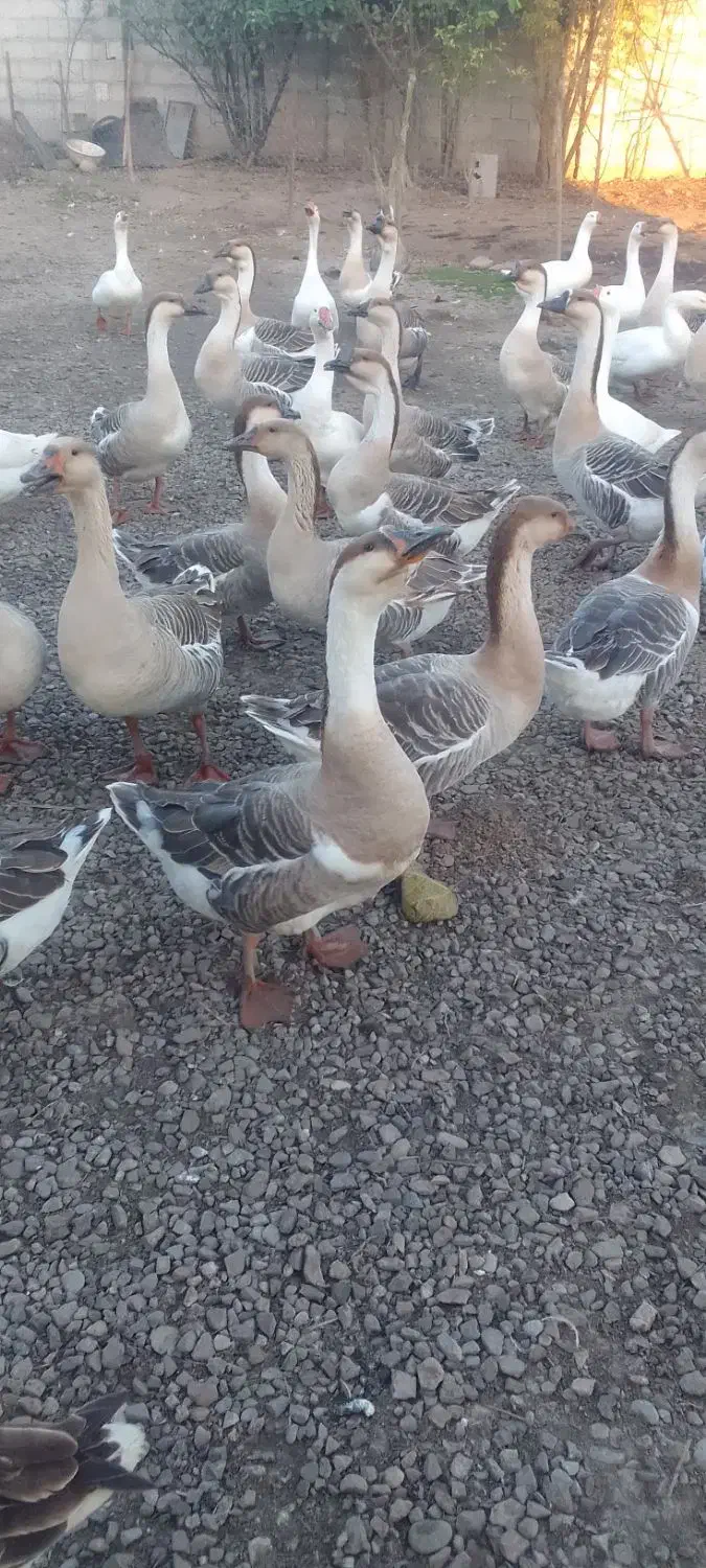 گیل غازغازمولد قوغاز آفریقایی قوغازسفیدقوغازمحلی|حیوانات مزرعه|آستانه اشرفیه, |دیوار