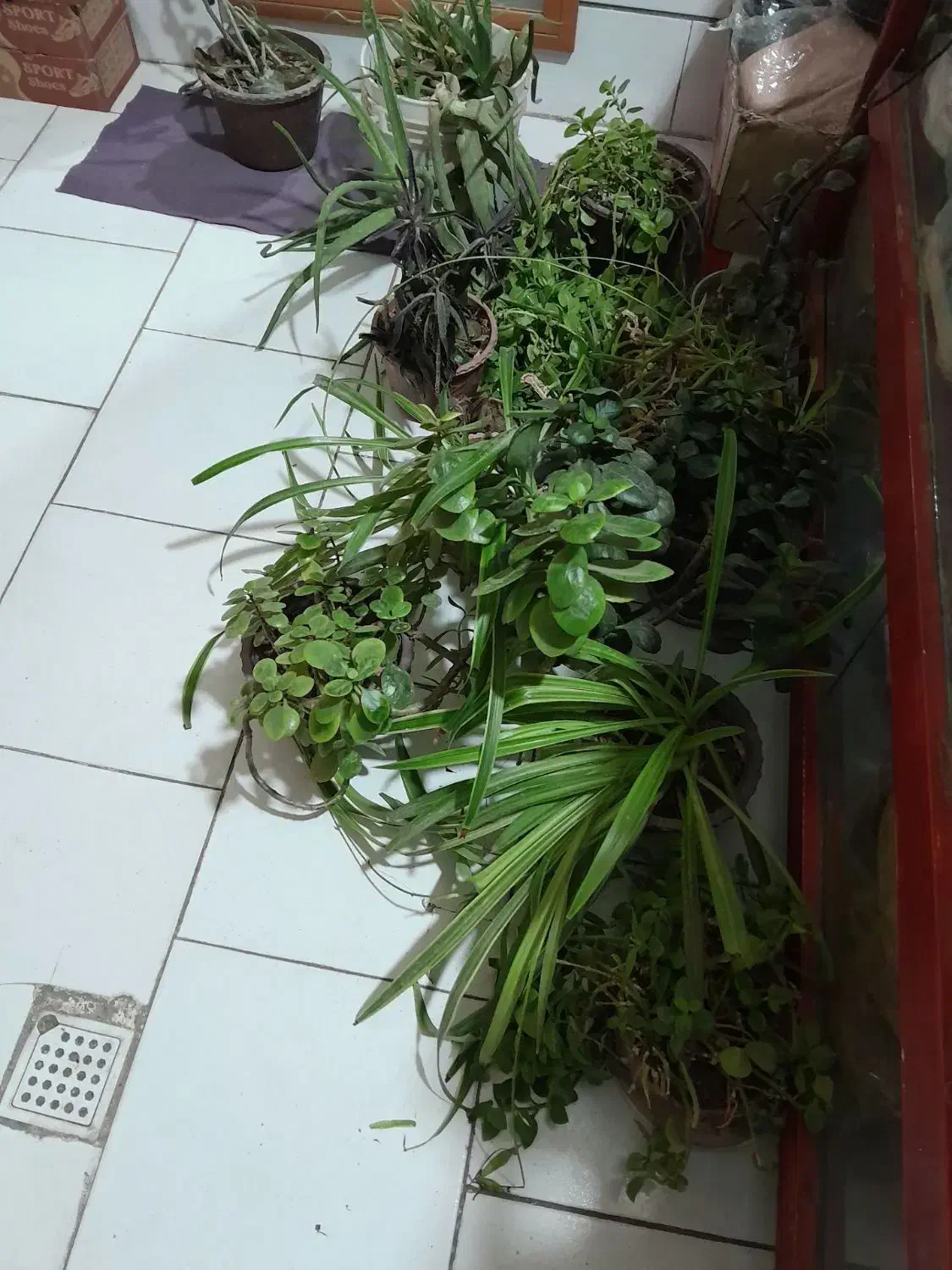 گل طبیعی|گل و گیاه طبیعی|محمدیه-قزوین, |دیوار