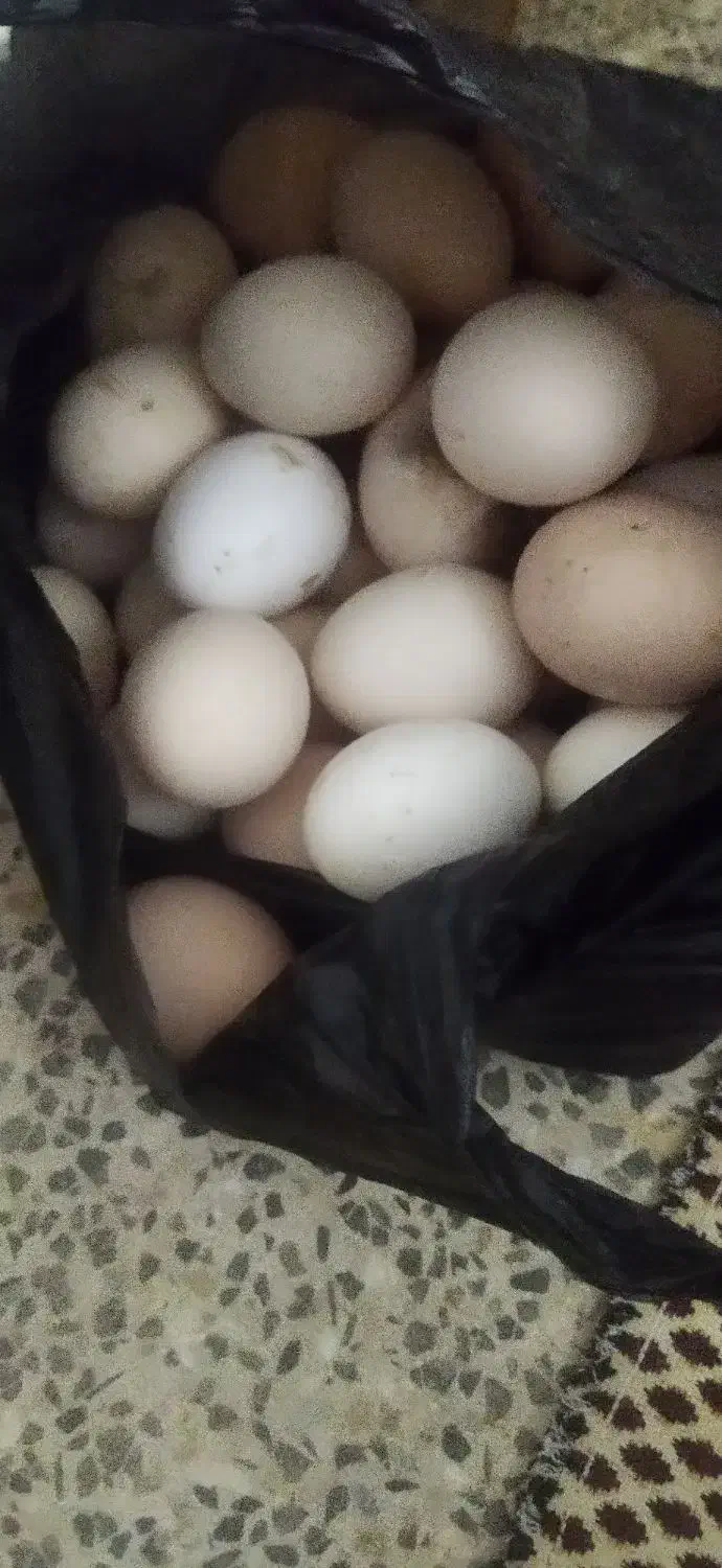 تخم مرغی محلی|خوردنی و آشامیدنی|شوشتر, |دیوار