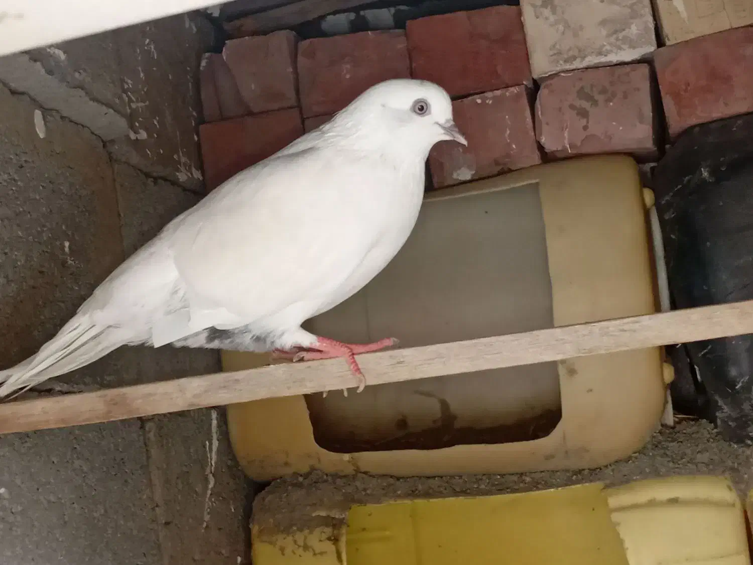 کبوتر گم شده|پرنده|کهنوج, |دیوار