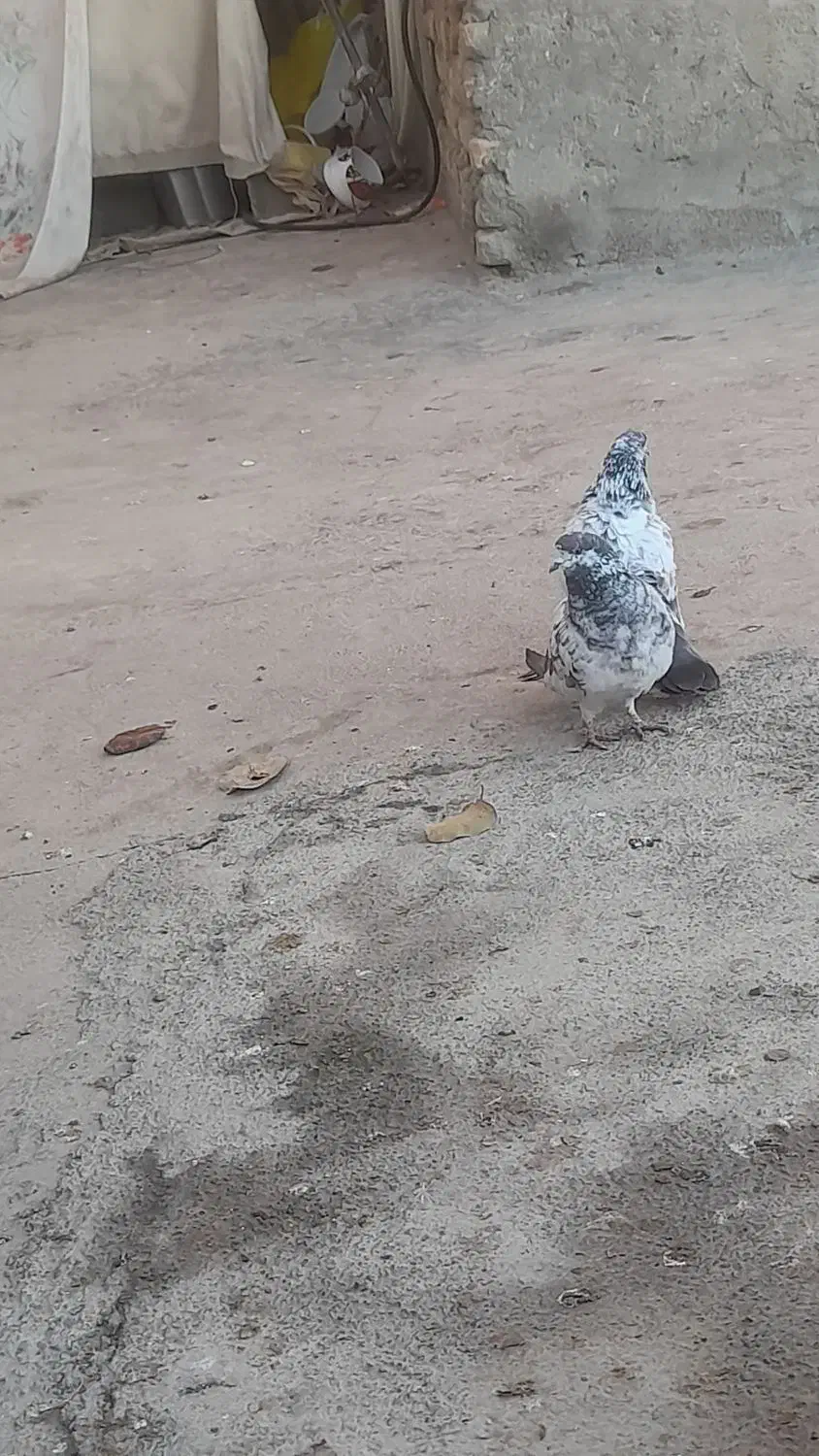 کبوتر|پرنده|گمیشان, |دیوار