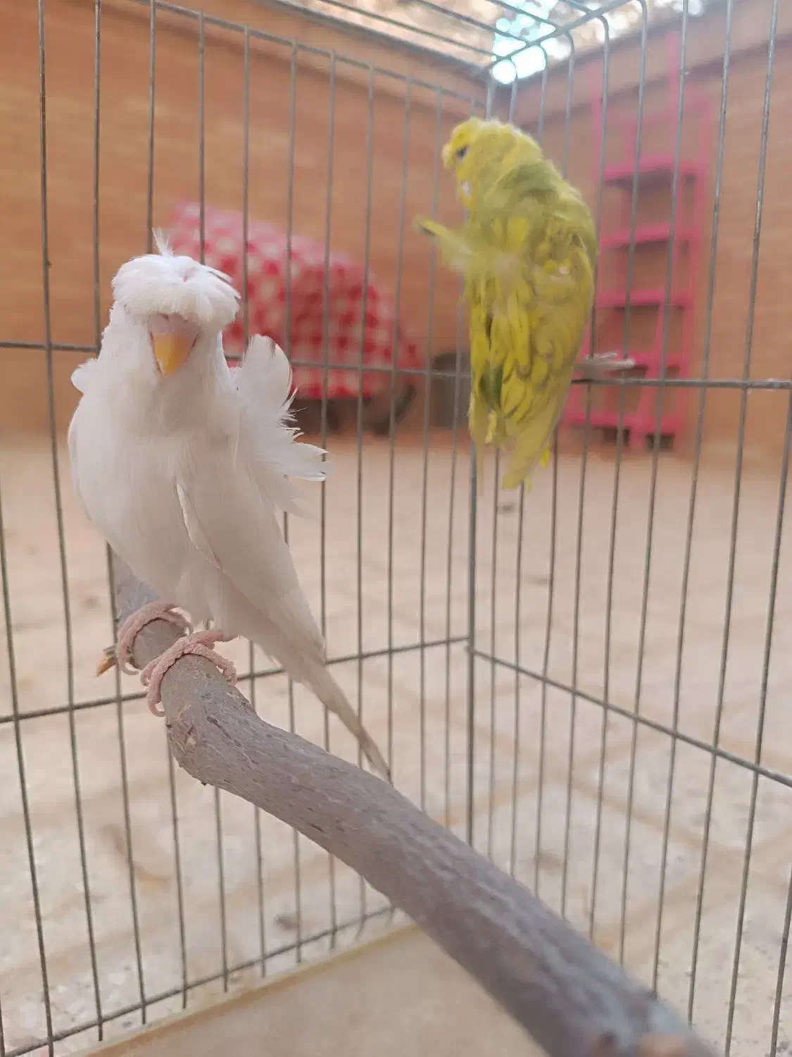 مرغ عشق پروانه ای|پرنده|شاهینشهر, فدک|دیوار