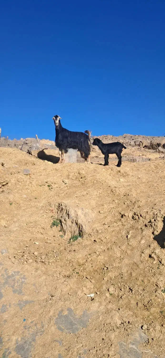 بز کهره دار|حیوانات مزرعه|مرودشت, نقش رستم|دیوار