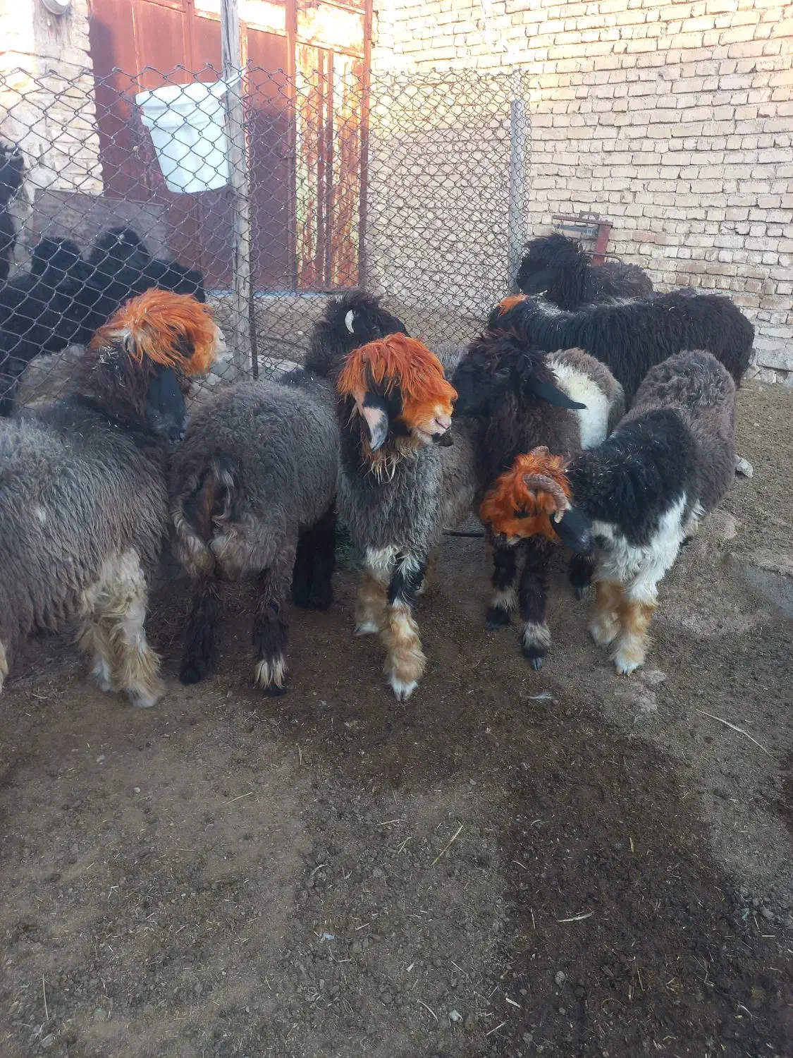 بره ماده و میش و بره قوچ|حیوانات مزرعه|فیروزآباد (فارس), |دیوار