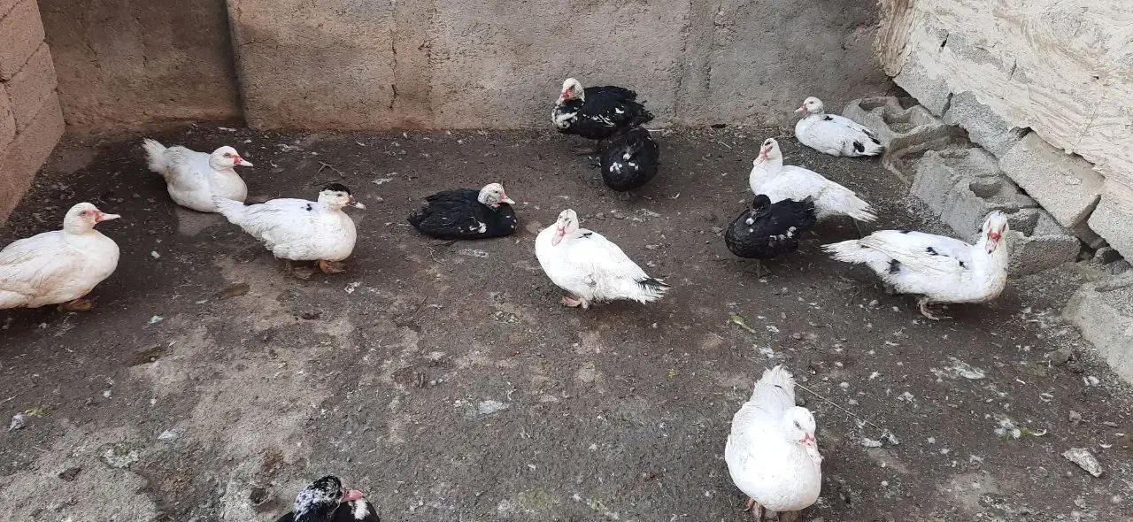 گوشت اردک|خوردنی و آشامیدنی|رباط‌کریم, رباط‌کریم|دیوار