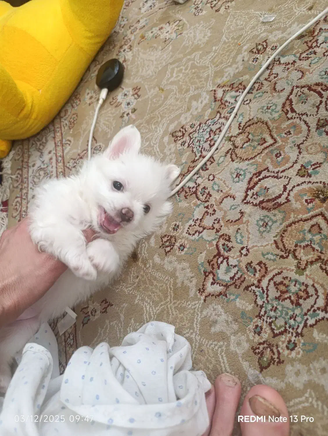 سگ پامر دو ماهه|سگ|تهران, دانشگاه شریف|دیوار