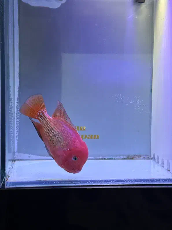 فلاور سوپر رد|ماهی|تهران, دردشت|دیوار