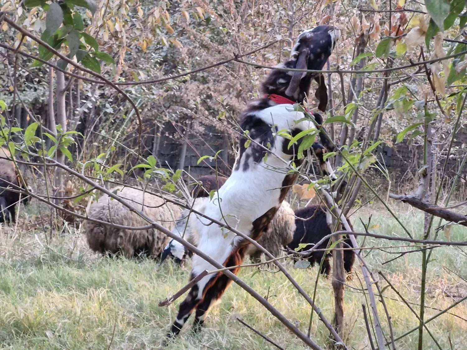 نربز و بز ابستن|حیوانات مزرعه|خاوران, |دیوار