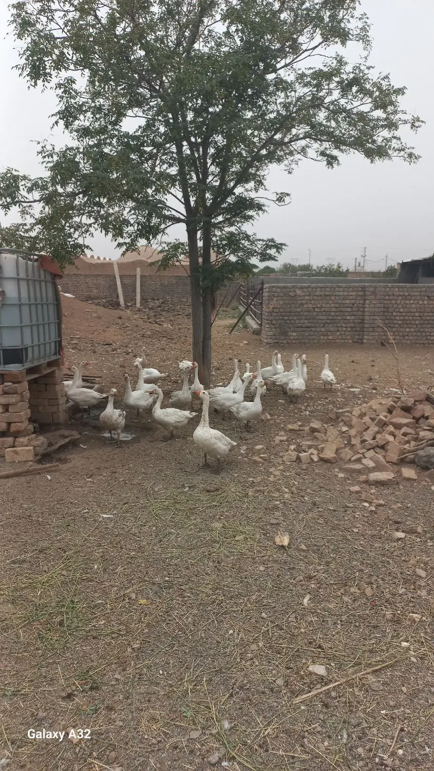 غاز|حیوانات مزرعه|ساوه, |دیوار