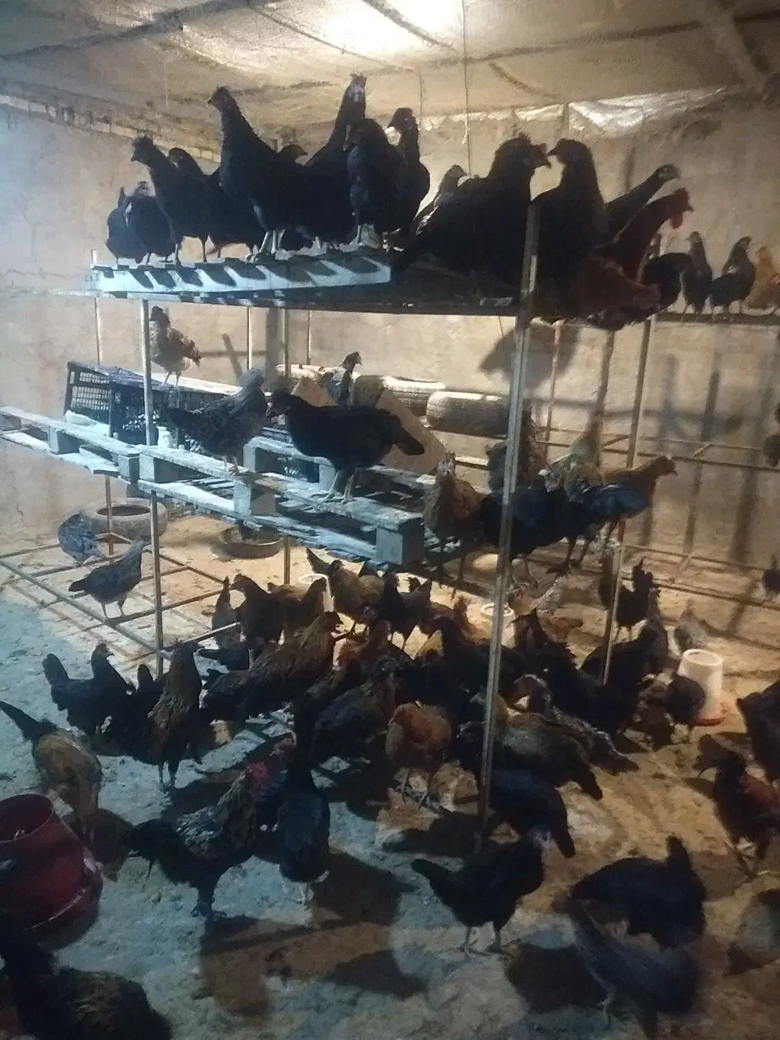 مرغ تخمگذار محلی|حیوانات مزرعه|اهواز, شهرک برق|دیوار