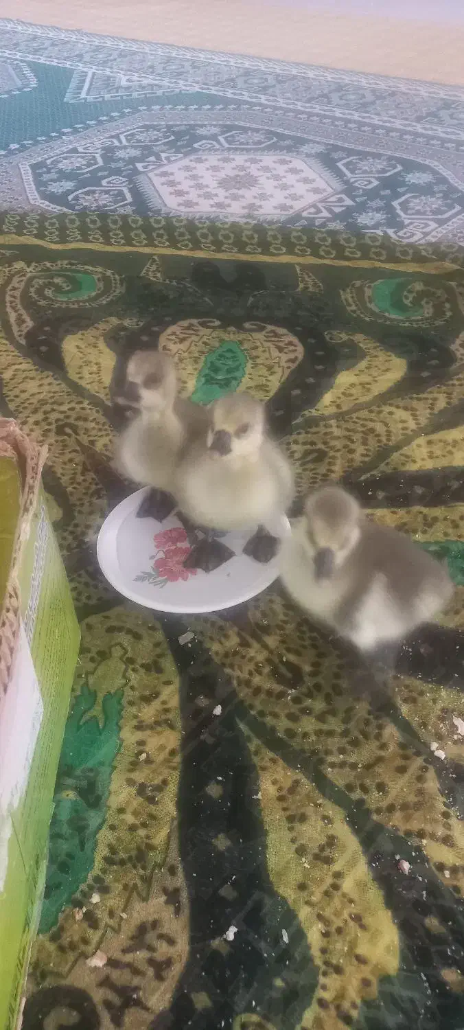 جوجه قوغاز|حیوانات مزرعه|گرگان, |دیوار