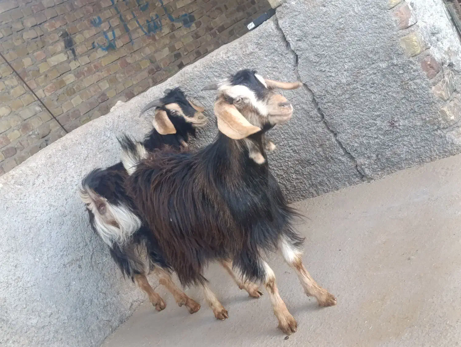 10راس بزغاله جهت نگهداری و قربانی|حیوانات مزرعه|کرج, حصارک پایین|دیوار