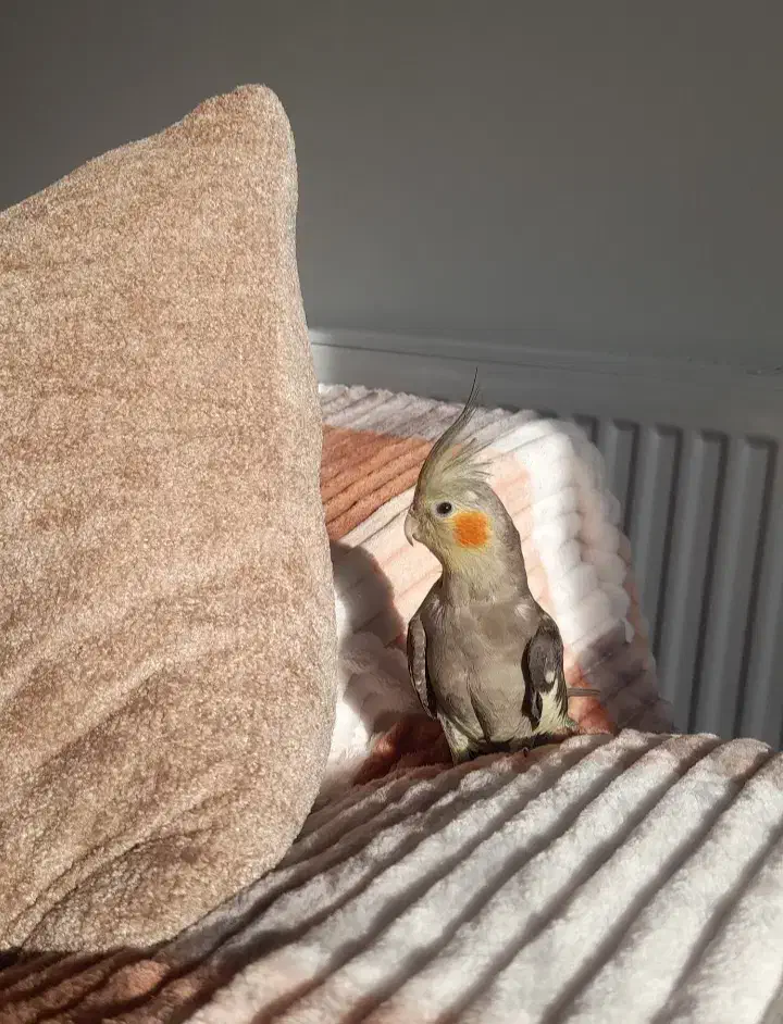 عروس هلندی گمشده|حیوانات|زنجان, |دیوار