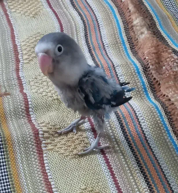 طوطی برزیلی|پرنده|قم, جمکران|دیوار