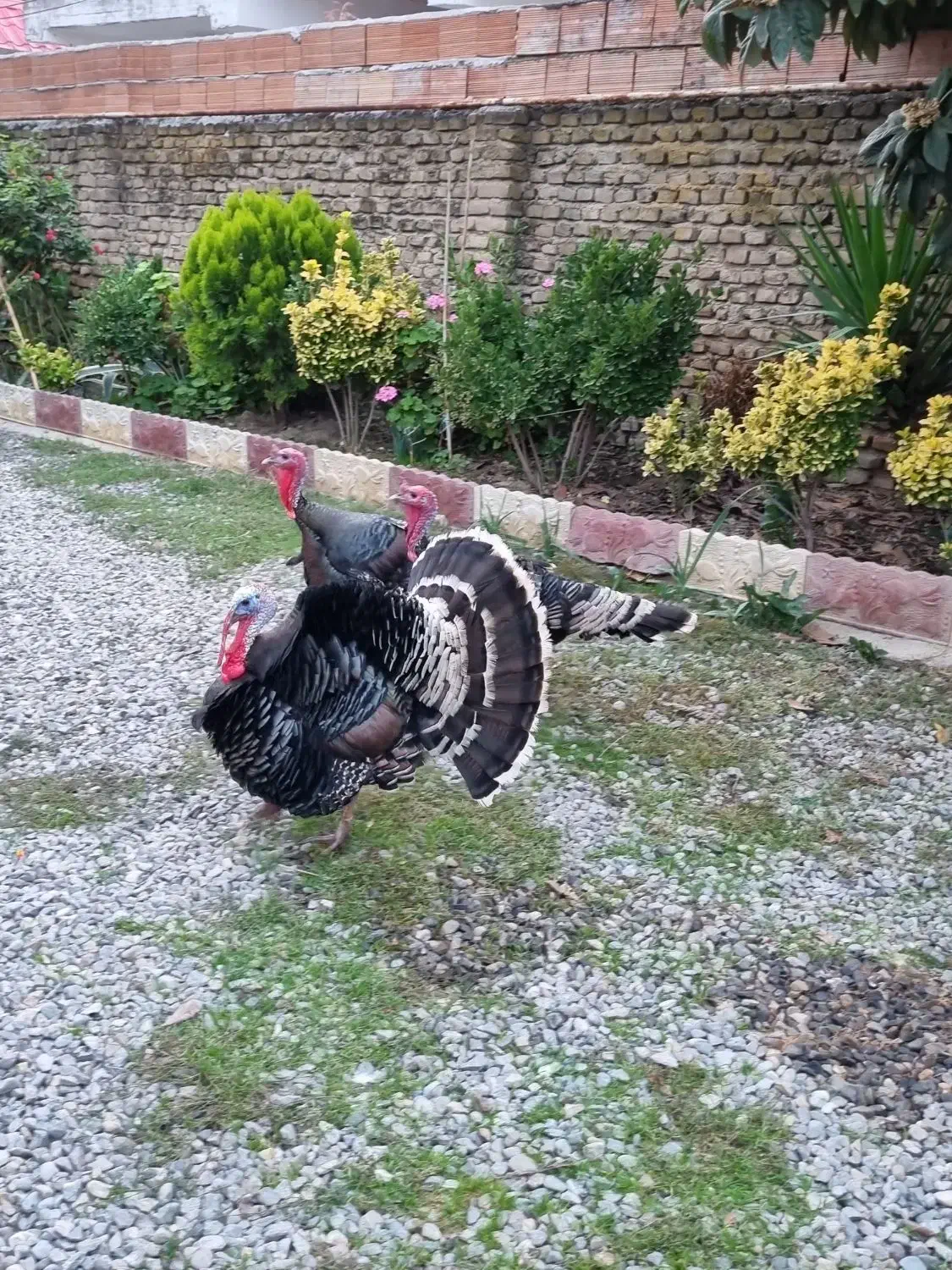 مرغ و خروس و بوقلمون|حیوانات مزرعه|نکا, |دیوار