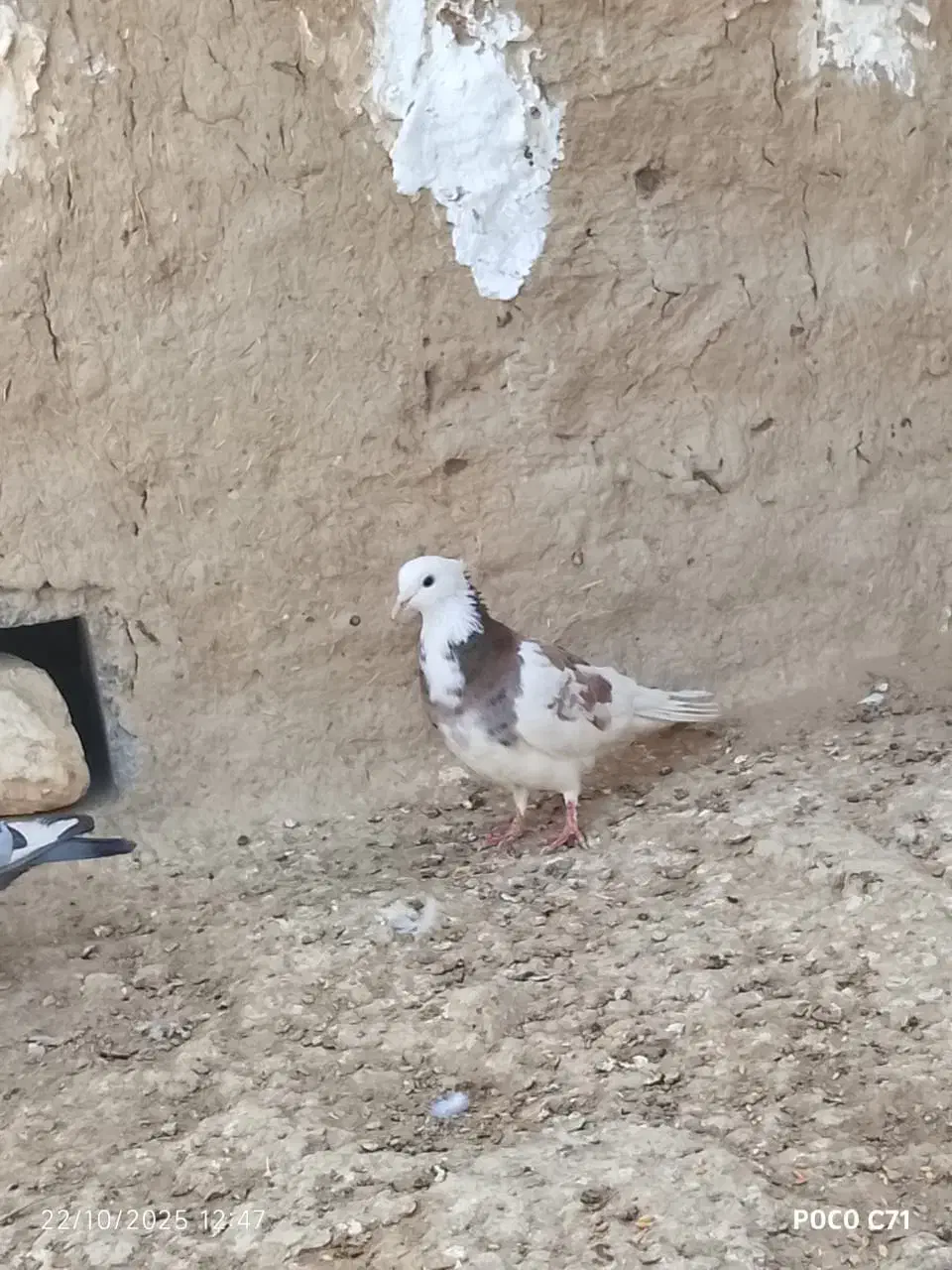 طوقی گرفتنی|پرنده|هیرمند, |دیوار