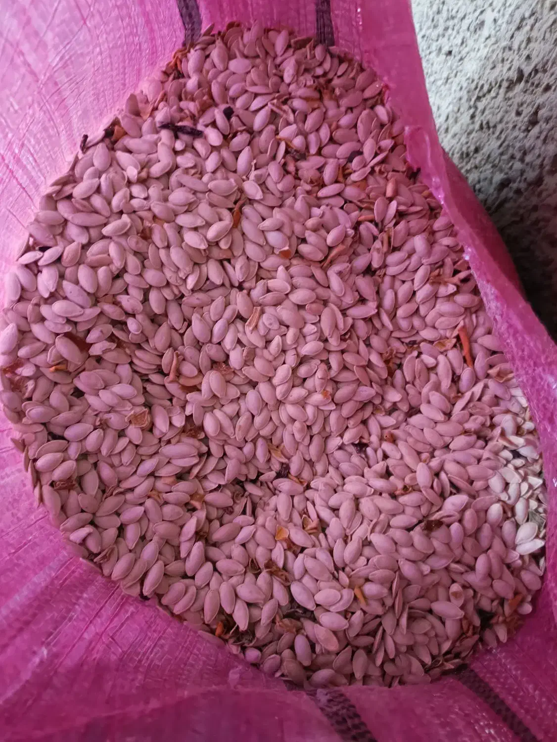 تخمه کدو|خوردنی و آشامیدنی|شیراز, شهرک نیروی انتظامی|دیوار