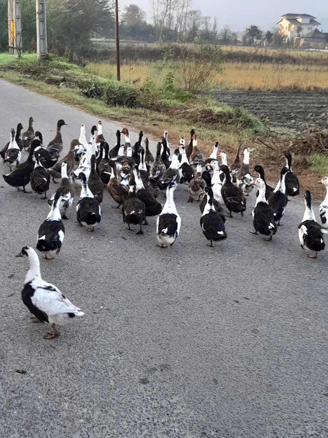 اردک فروشی|حیوانات مزرعه|املش, |دیوار