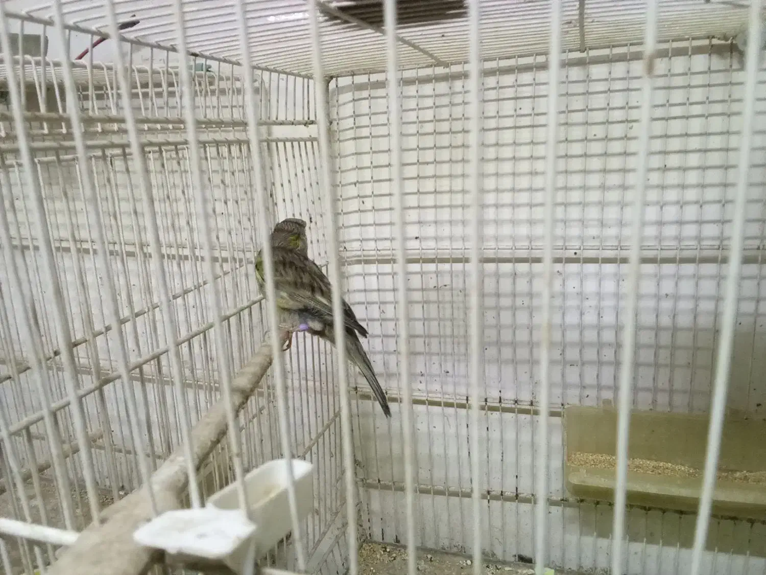 قناری|پرنده|قائن, |دیوار