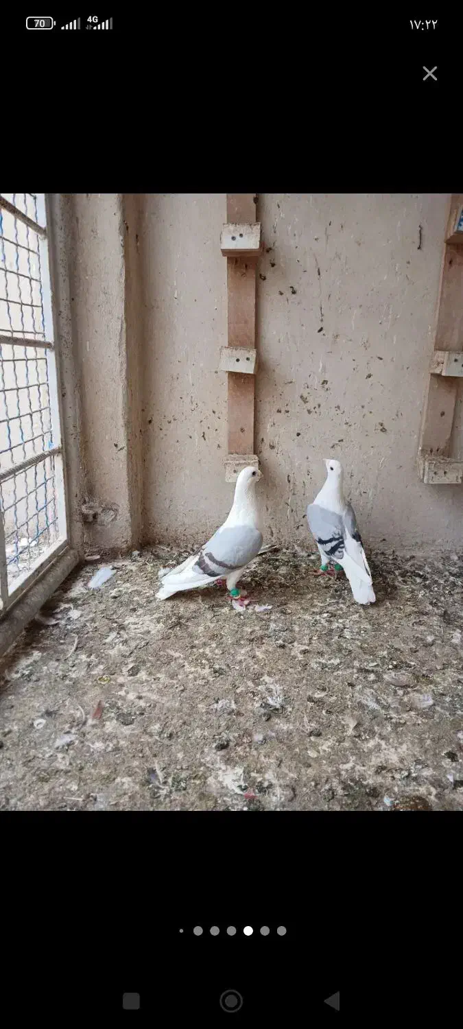 دوکتی|پرنده|احمدآبادمستوفی, |دیوار