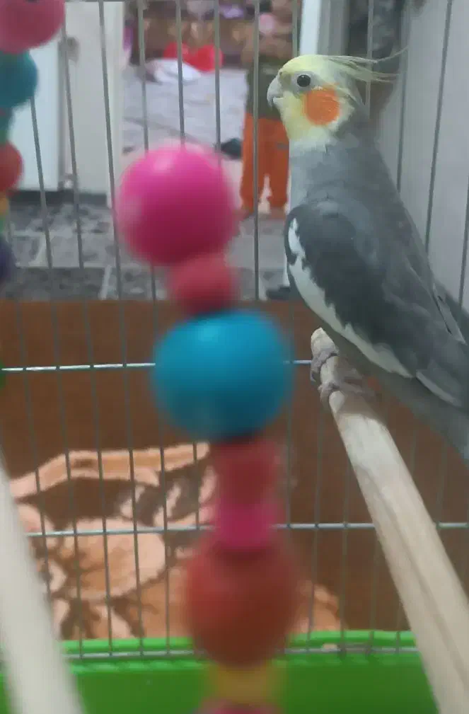 عروس هلندی نر سالم با قفس|پرنده|مشکیندشت, |دیوار