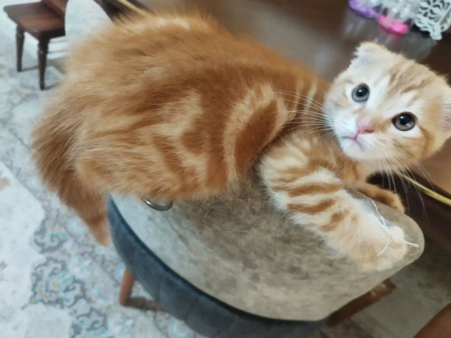 گربه اسکاتیش فولد گلد|گربه|بوشهر, |دیوار